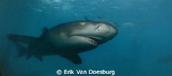 Lemon shark on the prowl by Erik Van Doesburg 